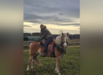 Haflinger, Mare, 6 years, 15,1 hh, Chestnut-Red