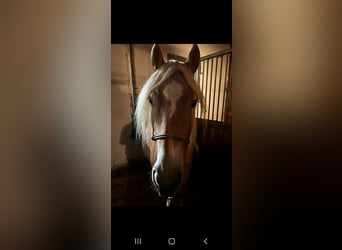 Haflinger, Mare, 6 years, 15 hh