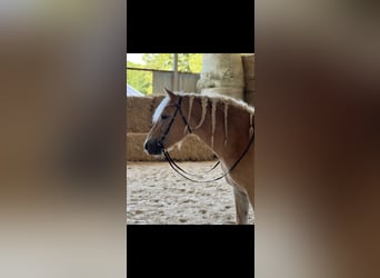 Haflinger, Mare, 6 years, 15 hh, Champagne