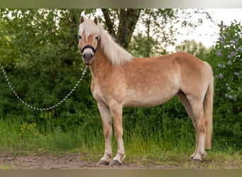 Haflinger, Mare, 6 years, 15 hh, Chestnut-Red
