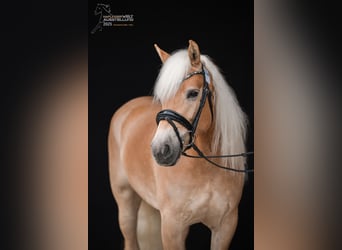 Haflinger, Mare, 6 years, 15 hh, Chestnut-Red