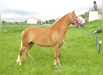 Haflinger, Mare, 6 years, 15 hh, Chestnut-Red