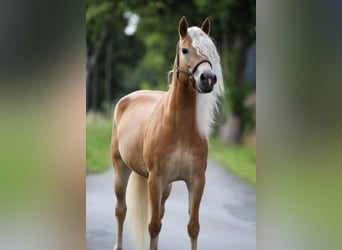 Haflinger, Mare, 6 years, 15 hh, Chestnut-Red