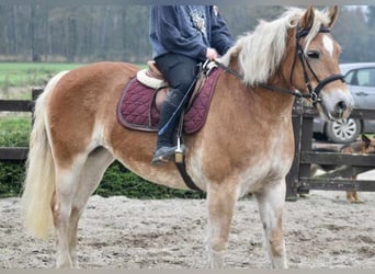 Haflinger, Mare, 6 years, 15 hh, Chestnut-Red