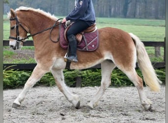 Haflinger, Mare, 6 years, 15 hh, Chestnut-Red