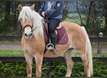 Haflinger, Mare, 6 years, 15 hh, Chestnut-Red