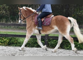 Haflinger, Mare, 6 years, 15 hh, Chestnut-Red