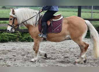 Haflinger, Mare, 6 years, 15 hh, Chestnut-Red