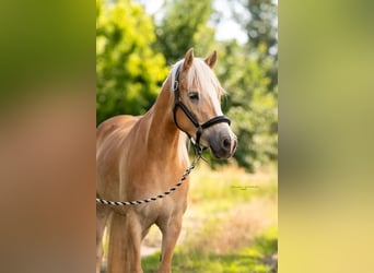 Haflinger, Mare, 6 years, 15 hh