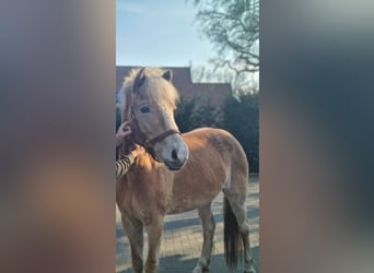 Haflinger, Mare, 6 years, 15,1 hh, Brown-Light