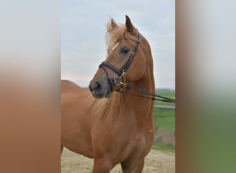 Haflinger Mix, Mare, 6 years, 15,1 hh, Brown-Light
