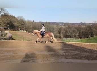 Haflinger, Mare, 6 years, 15,1 hh, Sorrel