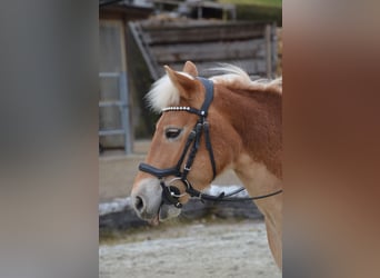 Haflinger Mix, Mare, 7 years, 13.2 hh, Chestnut-Red