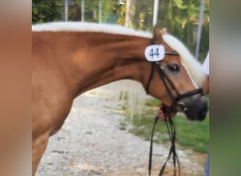 Haflinger, Mare, 7 years, 14,1 hh