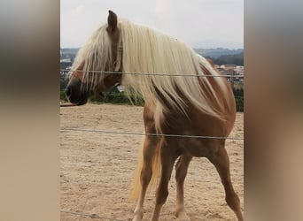 Haflinger, Mare, 7 years, 14,1 hh