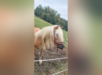 Haflinger, Mare, 7 years, 14,1 hh