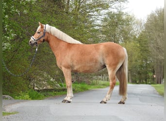 Haflinger, Mare, 7 years, 14.1 hh, Brown