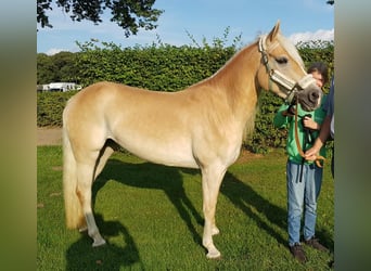 Haflinger, Mare, 7 years, 14.1 hh, Chestnut-Red