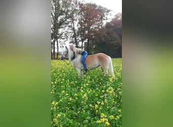 Haflinger, Mare, 7 years, 14.1 hh, Chestnut-Red