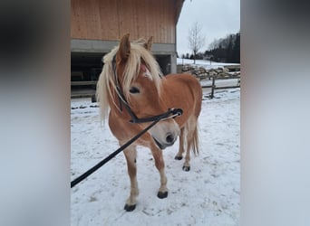 Haflinger, Mare, 7 years, 14,2 hh, Chestnut