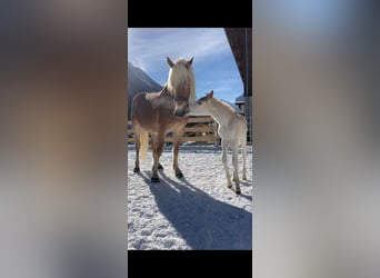 Haflinger, Mare, 7 years, 14.2 hh, Chestnut-Red