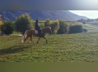 Haflinger, Mare, 7 years, 14.2 hh