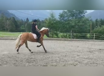 Haflinger, Mare, 7 years, 14.2 hh