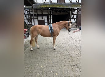 Haflinger, Stute, 7 Jahre, 14,3 hh, Fuchs