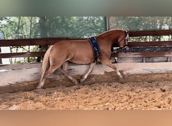 Haflinger, Stute, 7 Jahre, 14,3 hh, Fuchs