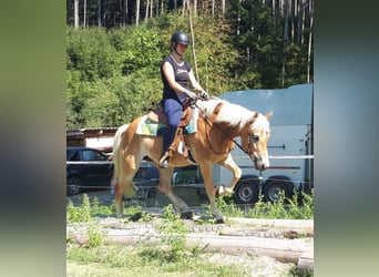 Haflinger, Mare, 7 years, 14,3 hh, Chestnut-Red