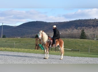 Haflinger, Mare, 7 years, 14.3 hh, Palomino