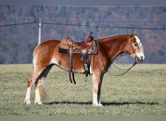 Haflinger, Mare, 7 years, 14.3 hh, Palomino