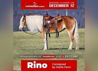 Haflinger, Mare, 7 years, 14.3 hh, Palomino