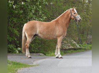 Haflinger, Mare, 7 years, 14,1 hh, Brown