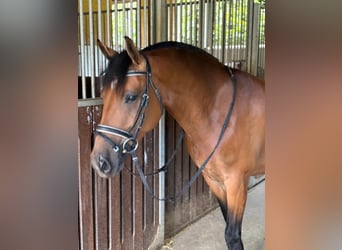 Haflinger Mix, Mare, 7 years, 14,1 hh, Brown