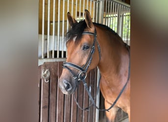 Haflinger Mix, Mare, 7 years, 14,1 hh, Brown