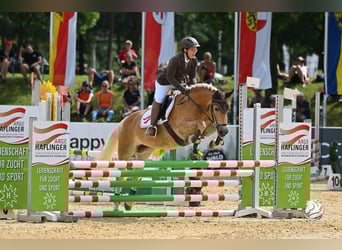 Haflinger, Mare, 7 years, 14,2 hh, Chestnut-Red