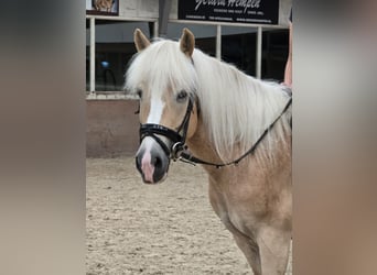 Haflinger, Mare, 7 years, 14,3 hh, Palomino