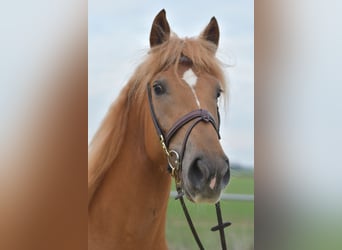 Haflinger Mix, Mare, 7 years, 15.1 hh, Brown-Light