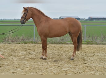 Haflinger Mix, Mare, 7 years, 15.1 hh, Brown-Light