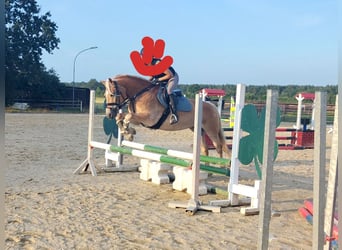 Haflinger, Mare, 7 years, 15.1 hh, Chestnut-Red