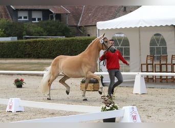 Haflinger, Mare, 7 years, 15 hh, Chestnut-Red