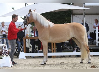 Haflinger, Mare, 7 years, 15 hh, Chestnut-Red