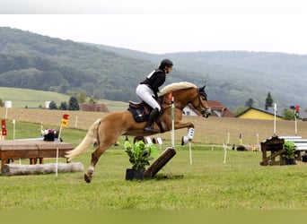 Haflinger, Mare, 7 years, 15 hh, Chestnut-Red