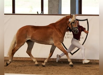 Haflinger, Mare, 7 years, 15 hh, Chestnut-Red