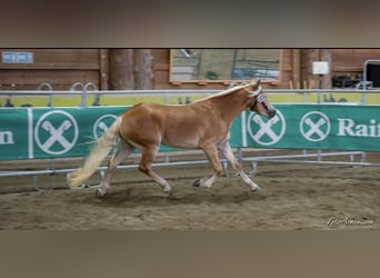 Haflinger, Mare, 7 years, 15 hh, Chestnut-Red