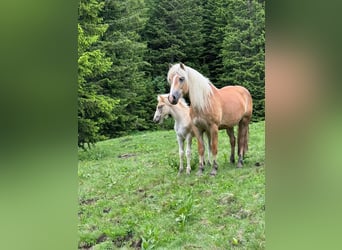 Haflinger, Mare, 7 years, 15,1 hh