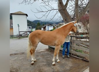 Haflinger, Mare, 7 years, 15,1 hh