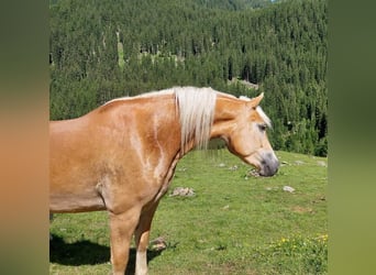 Haflinger, Mare, 7 years, 15,1 hh