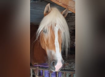 Haflinger, Mare, 7 years, 15,1 hh